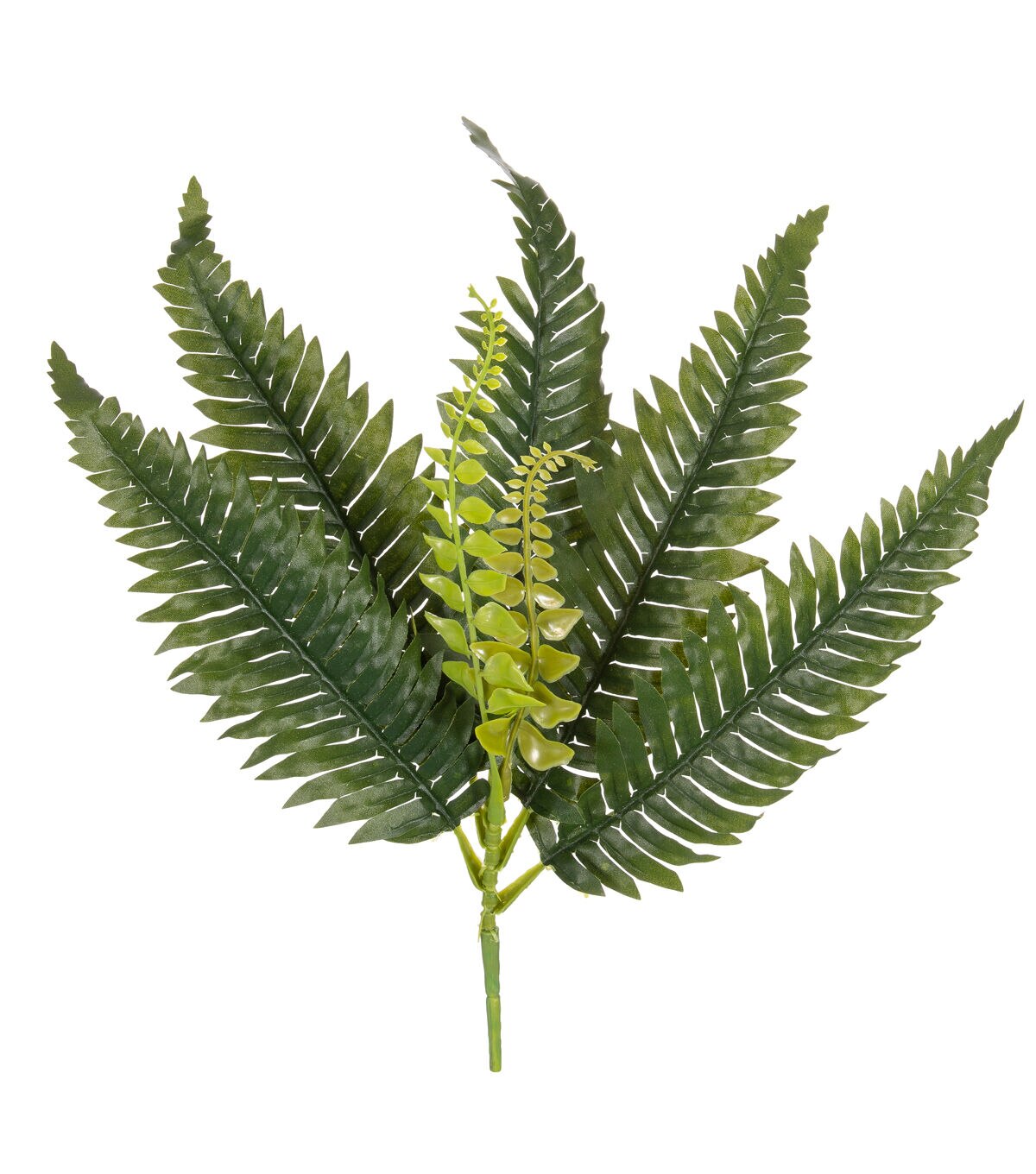 15 Boston Fern Pick by Bloom Room