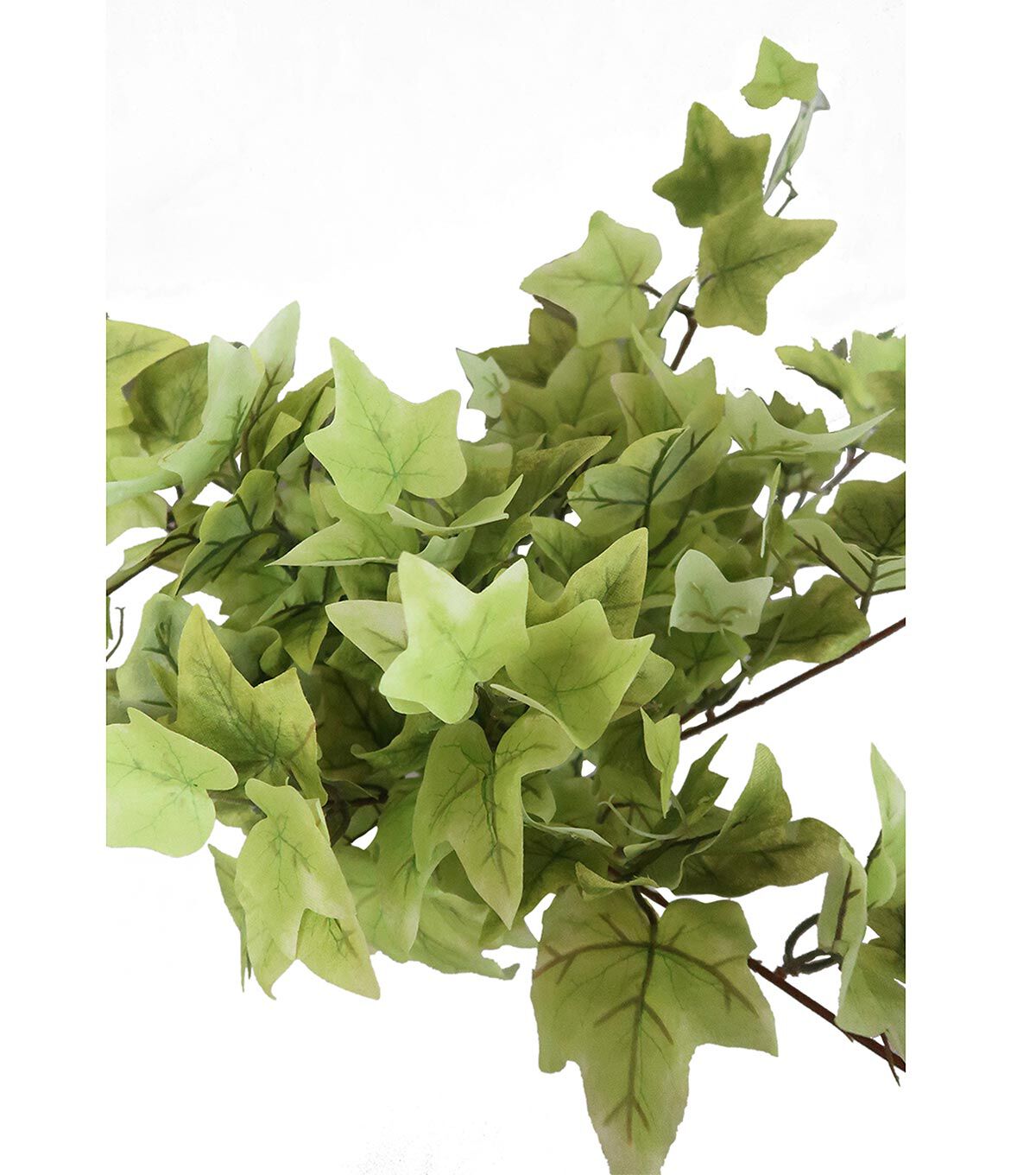 20 Green Hanging Puff Ivy Bush by Bloom Room