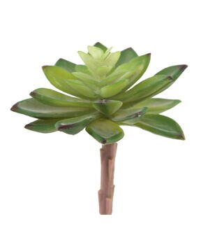 Flora Bunda 4 Jovibarba Emerald Spring Succulent Plant 6ct