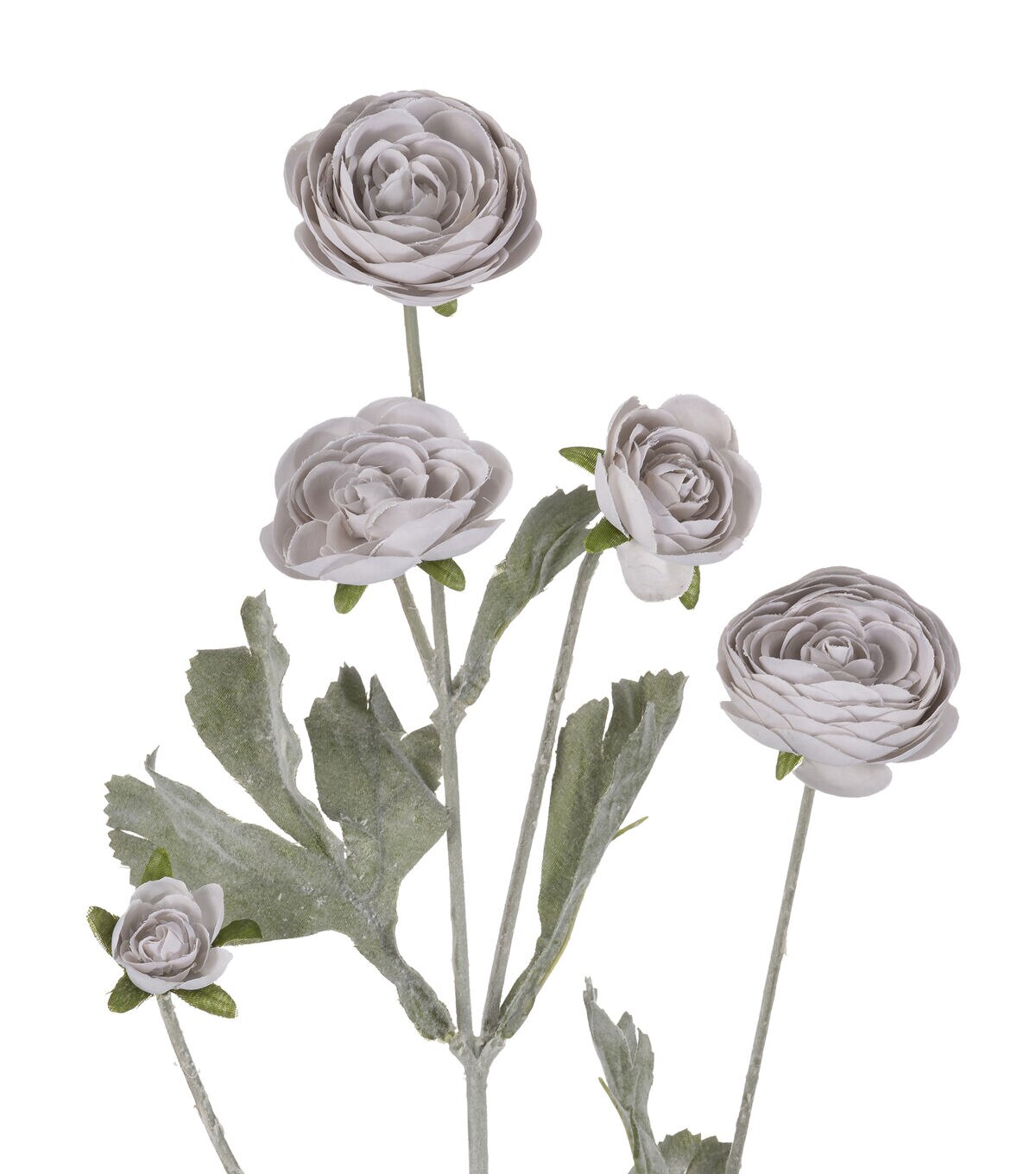 27 Gray Ranunculus Stem by Bloom Room