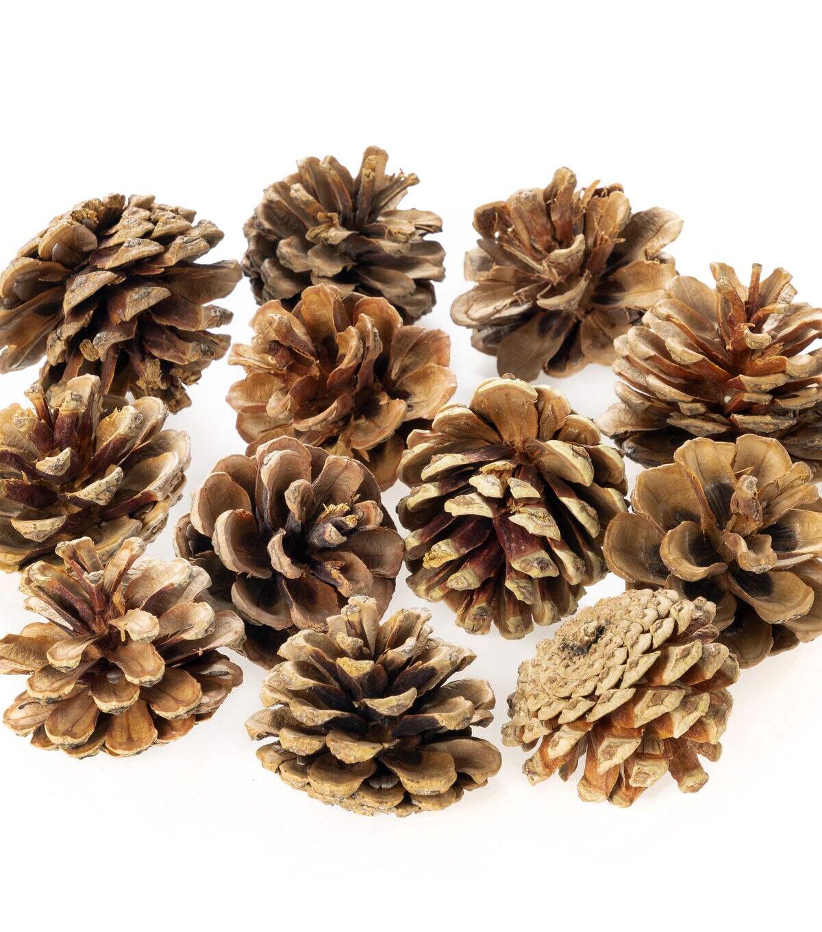 3.5oz Bagged Pinecones by Bloom Room