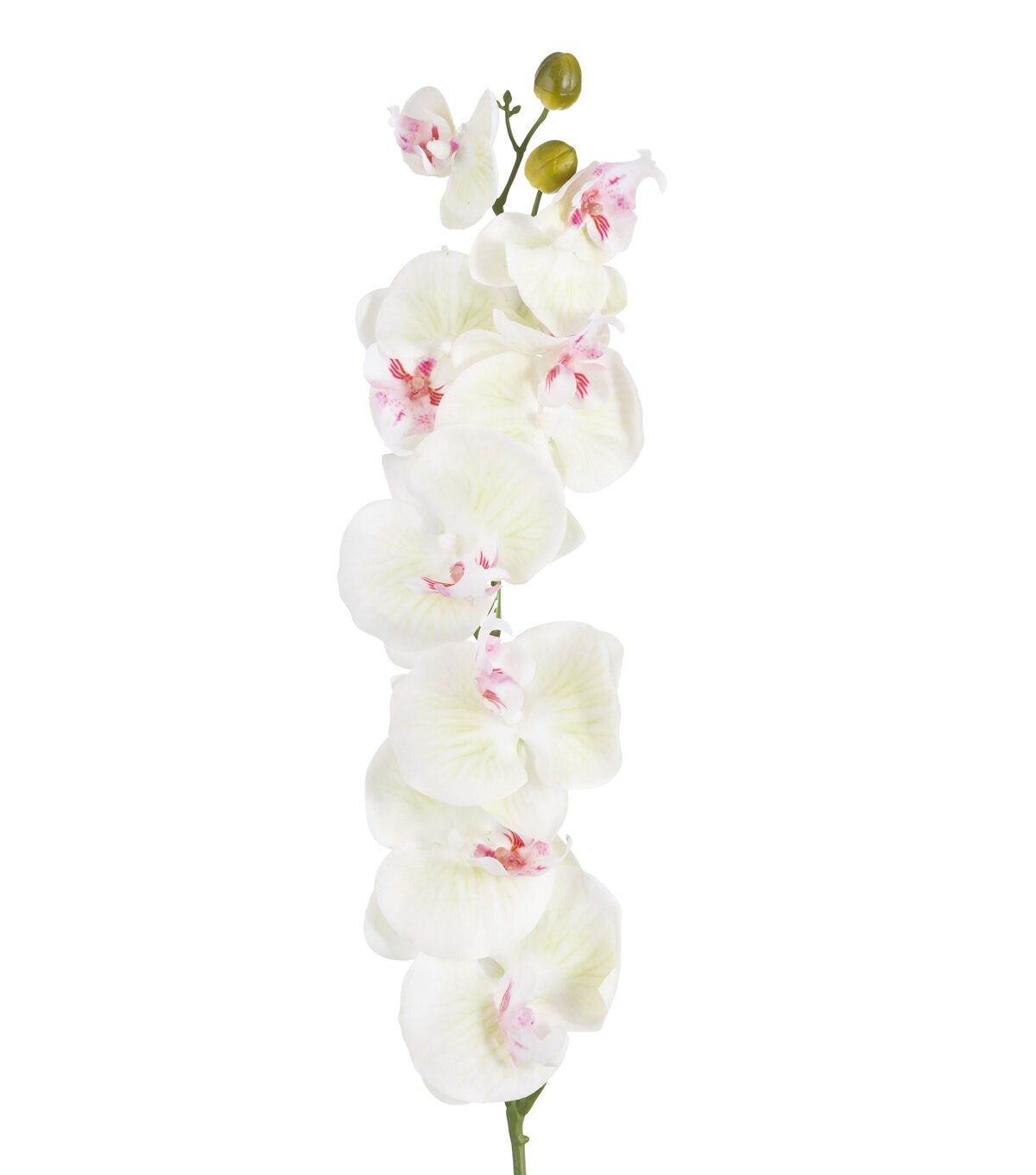 36 White & Pink Phalaenopsis Stem by Bloom Room