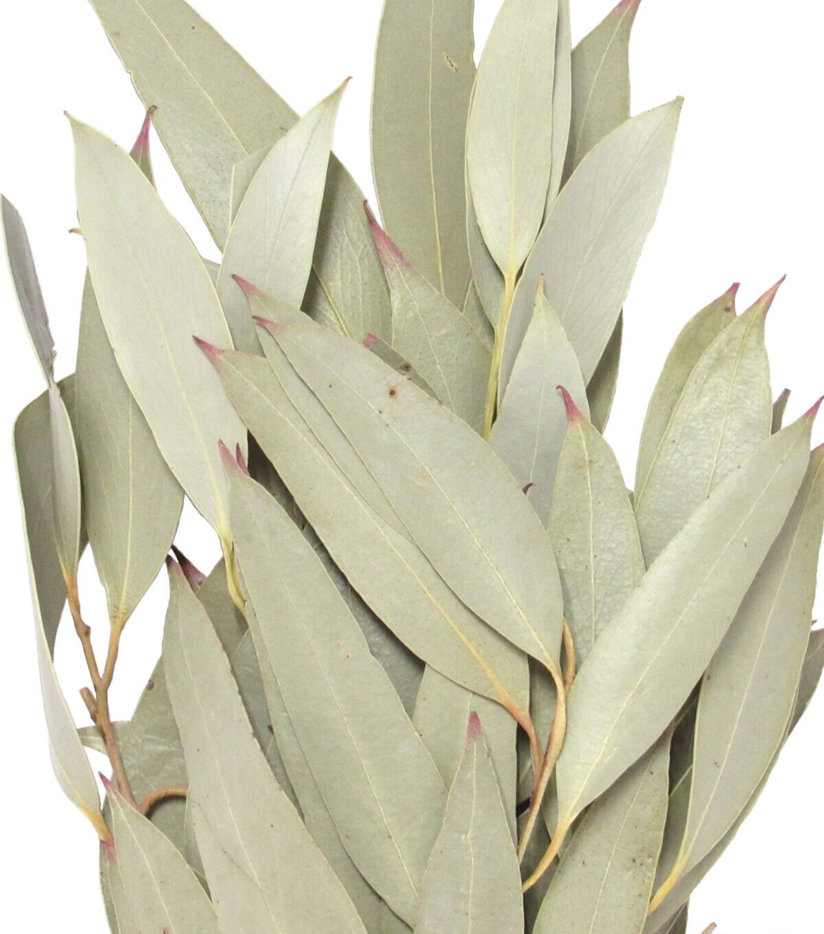 19 Sulphured Amber Dried Foliage Bouquet by Bloom Room