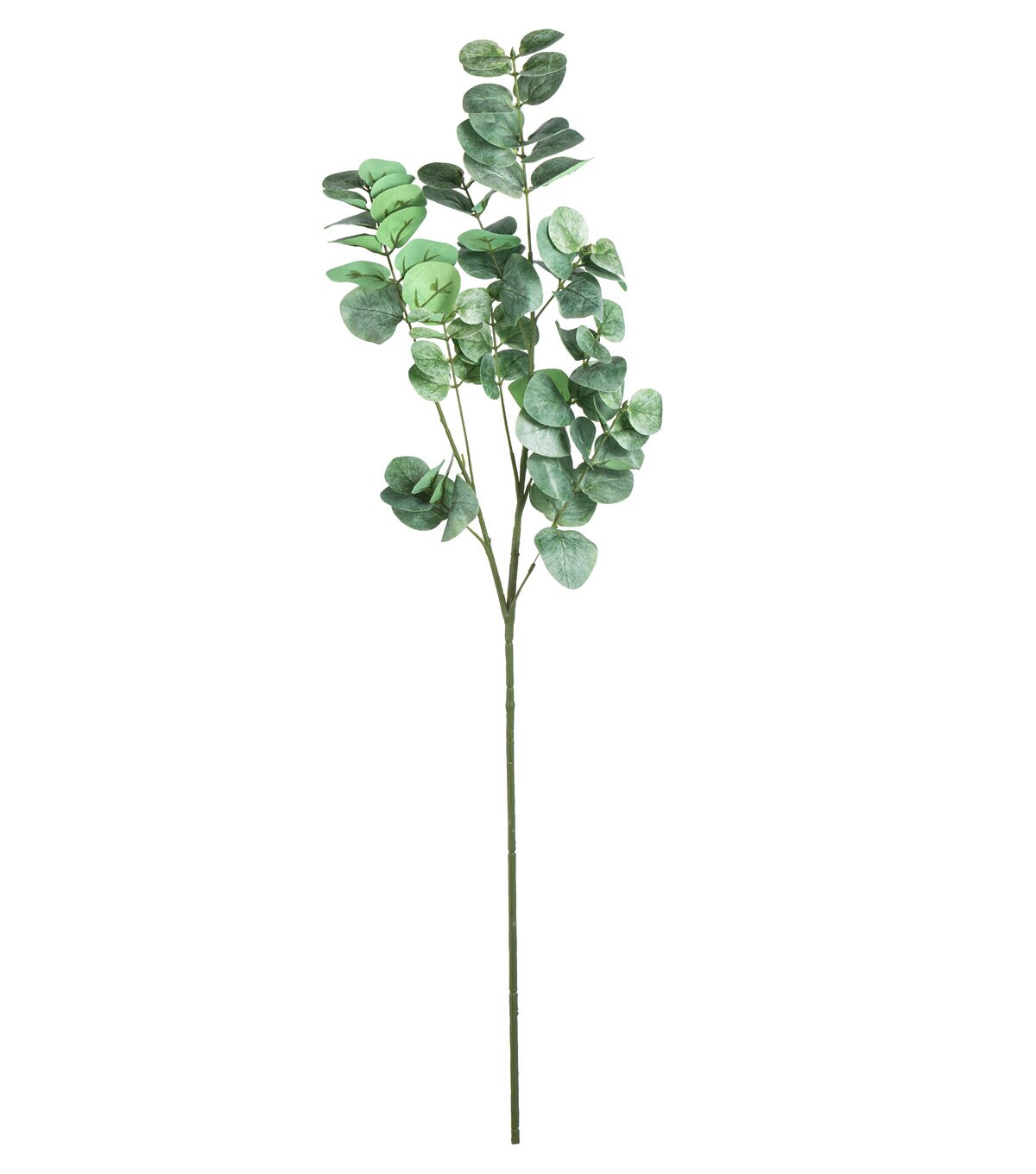 34 Green Eucalyptus Stem by Bloom Room