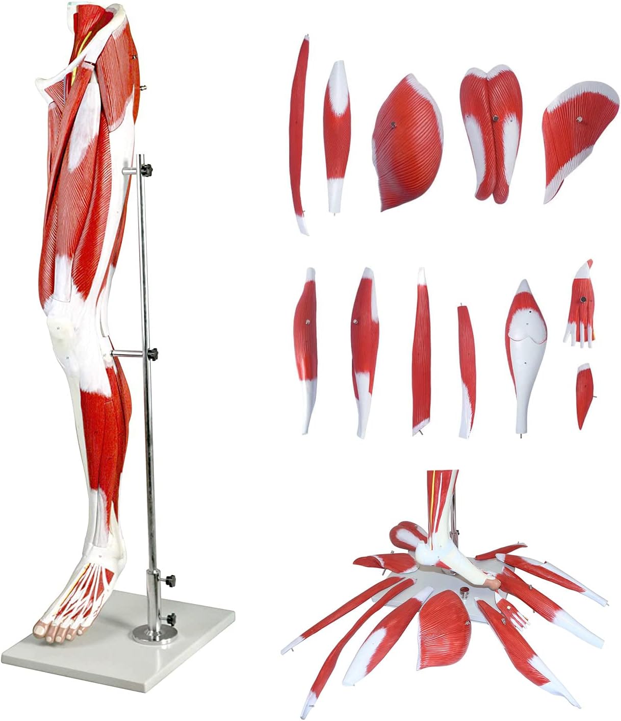 Anatomy Skeleton Models Educational Model,Life Size Human Leg Muscle Anatomy Model 13 Detachable Parts Muscles, Tendons, Nerves and Bone Components Medical Anatomical Muscle Leg Model