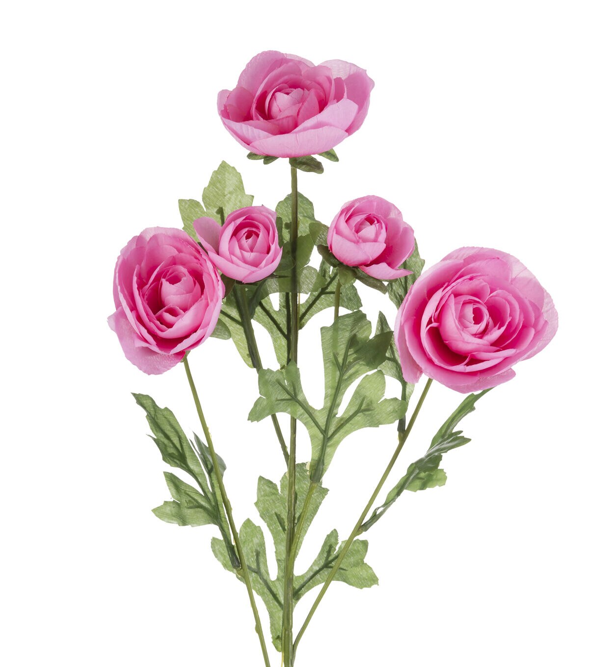 27 Fuchsia Ranunculus Stem by Bloom Room