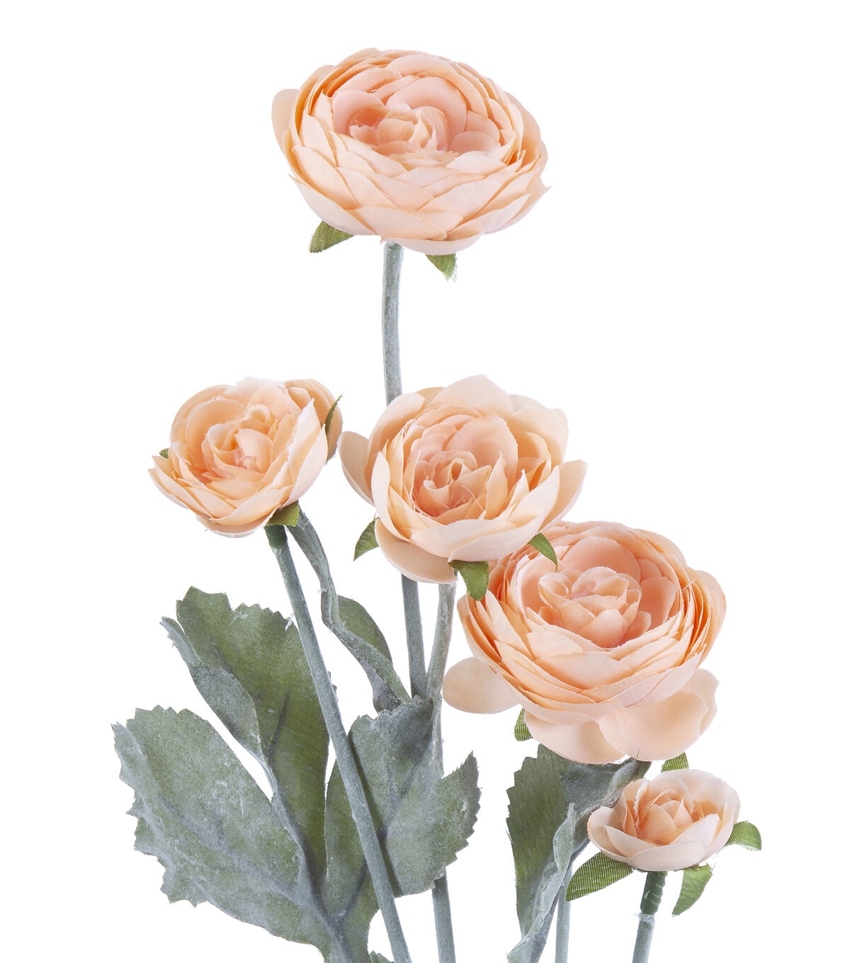 27 Peach Ranunculus Stem by Bloom Room