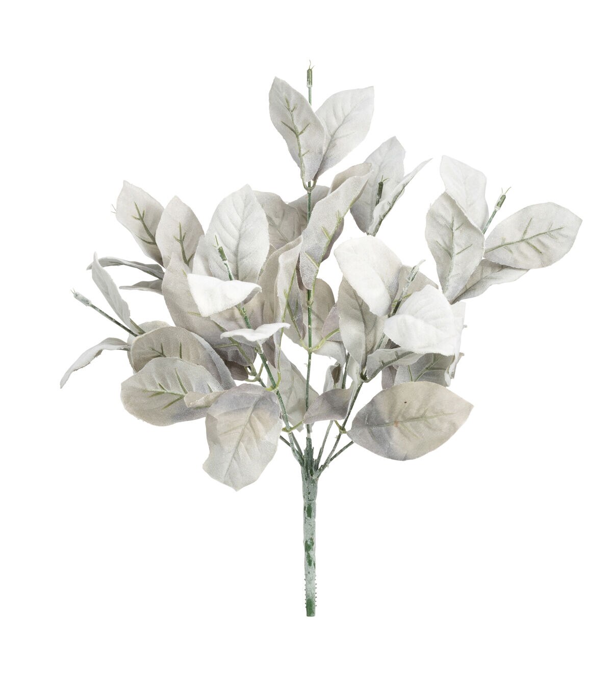 17 Gray Lamb's Ear Leaf Bush by Bloom Room