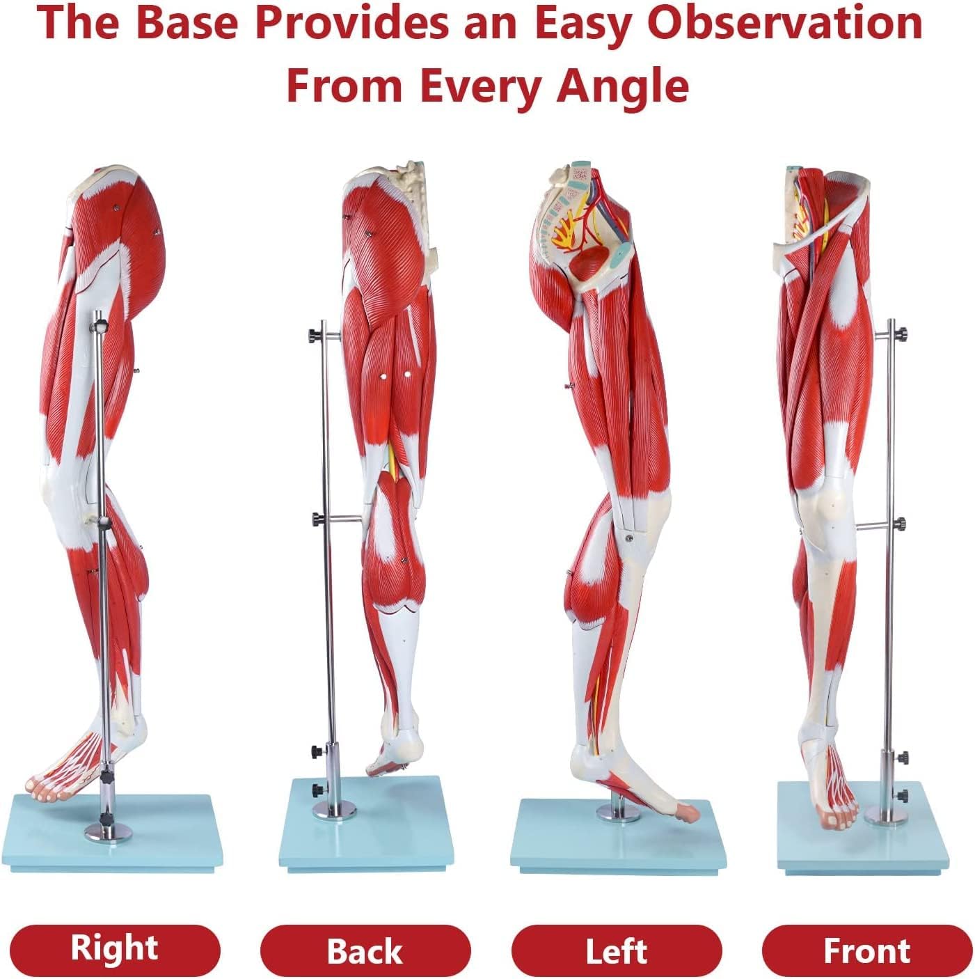 Anatomy Skeleton Models Educational Model,Life Size Human Leg Muscle Anatomy Model 13 Detachable Parts Muscles, Tendons, Nerves and Bone Components Medical Anatomical Muscle Leg Model