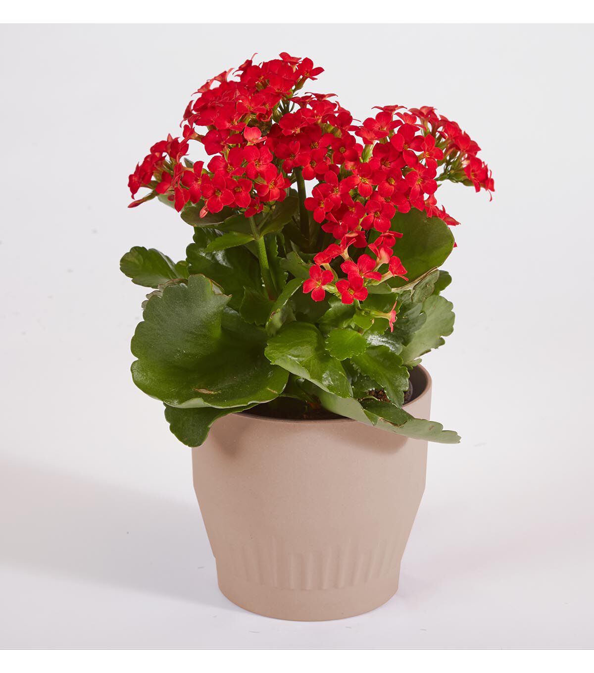 OASIS Ecossentials Tapered Cylinder Natural Pack Of 12