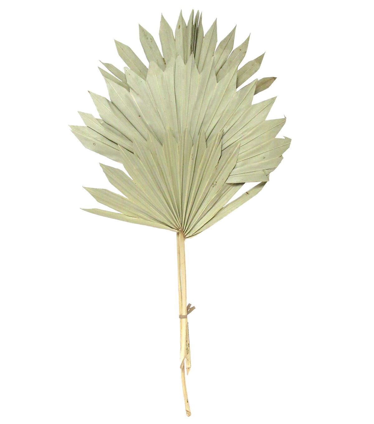 23 Green Sun Spear Palm by Bloom Room