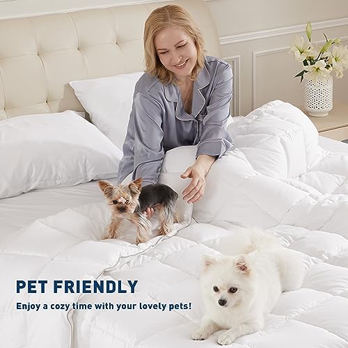 sunflower 4 Piece Queen Sheets Deep Pocket, 100% Cotton Sheet Set, 22