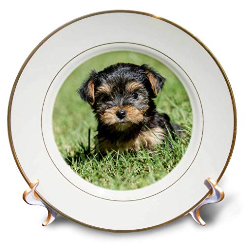 3dRose 8 inch Porcelain Plate - Yorkshire Terrier puppy experiencing his first trip outside on a lawn Animals