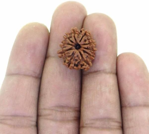 Caratyogi Choose Your Natural Certified Nepali Rudraksha 1, 2, 3, 4, 5, 6, 7, 8, 9, 10, 11, 12, 13 Mukhi Rudraksh Ganesh Mukhi Rudraksh Gauri Shankar Gold Plated Pendant for Men Women