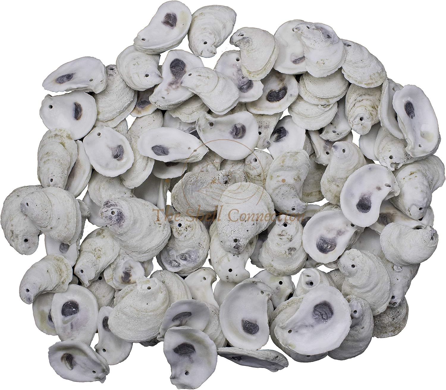 | Drilled Oyster Shells | 2-3