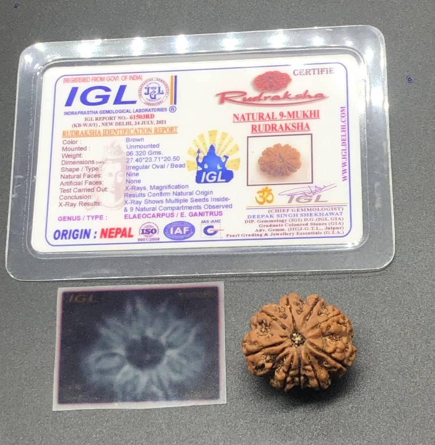 9 Mukhi 27.40mm Nepal Rudraksha 6.32 GMS/Nine Face/Goddess Durga Collector Size Rare Bead IGL Certified Exact Bead