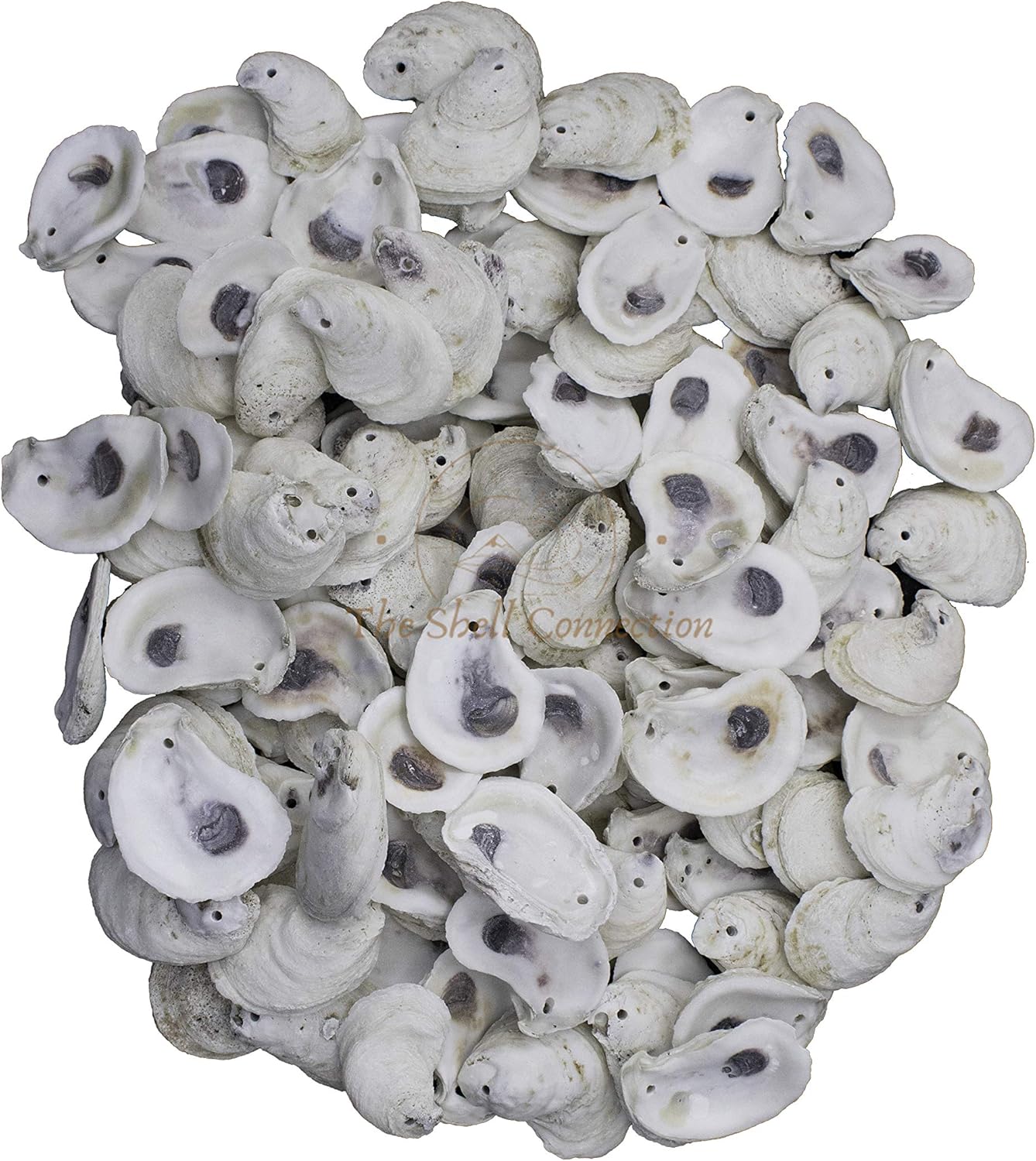| Drilled Oyster Shells | 2-3