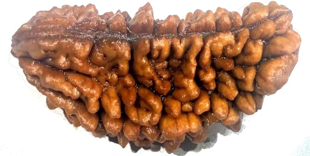 Ramneek jewels Divya Shakti 100% Original One Face Rudraksha ( 1 Mukhi Rudraksh ) 20 M.M Standard Brown
