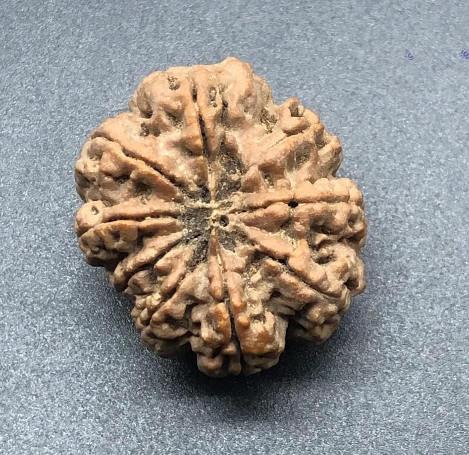 9 Mukhi 31.16mm Nepal Rudraksha 7.67 GMS/Nine Face/Goddess Durga Collector Size Rare Bead IGL Certified Exact Bead