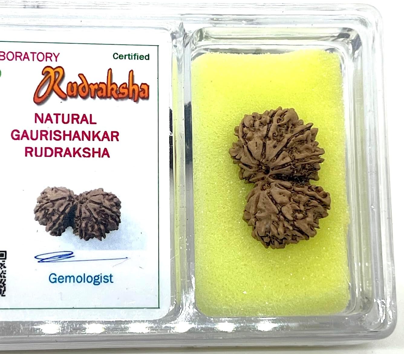Natural Certified Gauri Shankar Rudraksha Bead from Nepal - Universal Sun Sign - Heart Chakra