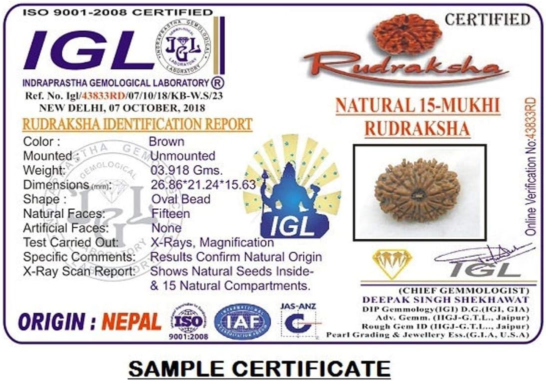 15 Mukhi Rudraksha Bracelet from Nepal 26mm-27mm in Silver IGL Lab Certified Original Geniune 100% Natural