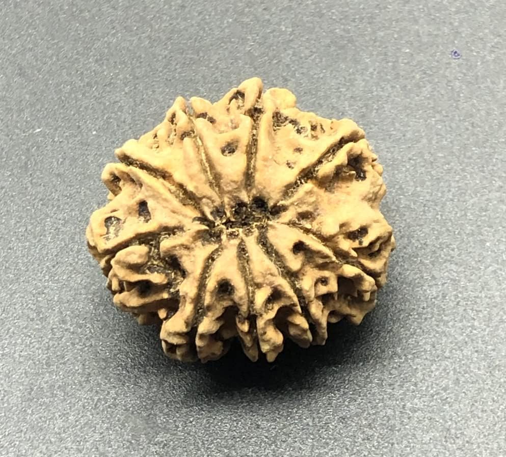9 Mukhi 31.84mm Nepal Rudraksha 7.27 GMS/Nine Face/Goddess Durga Rare Bead with 9 Seeds IGL Certified Exact Bead