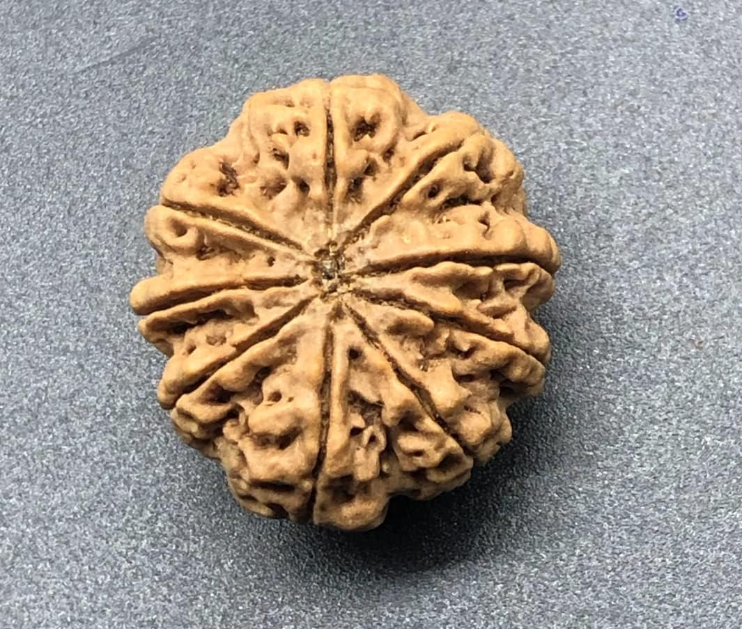 9 Mukhi 26.66mm Nepal Rudraksha 5.04 GMS/Nine Face/Goddess Durga Collector Size Rare Bead IGL Certified Exact Bead