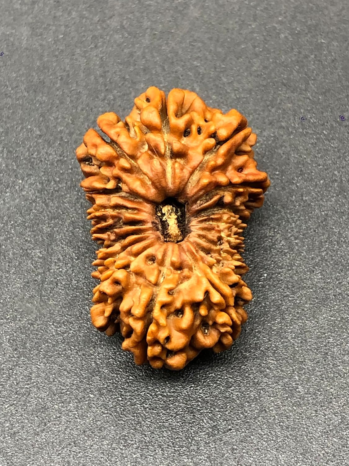 17 Mukhi Rudraksha from Nepal IGL Certified Energized Rudraksha 28.76mm 3.39 Grams Exact Image Natural Original Bead
