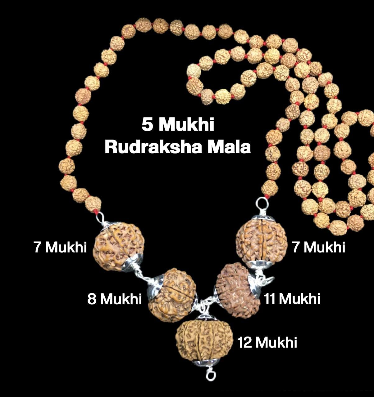 Rudraksha Combination for Business Power (Executives & Businessmen) 7,7,8,11,12 Mukhi Nepal in Rudraksha Mala IGL Lab Certified (Small)
