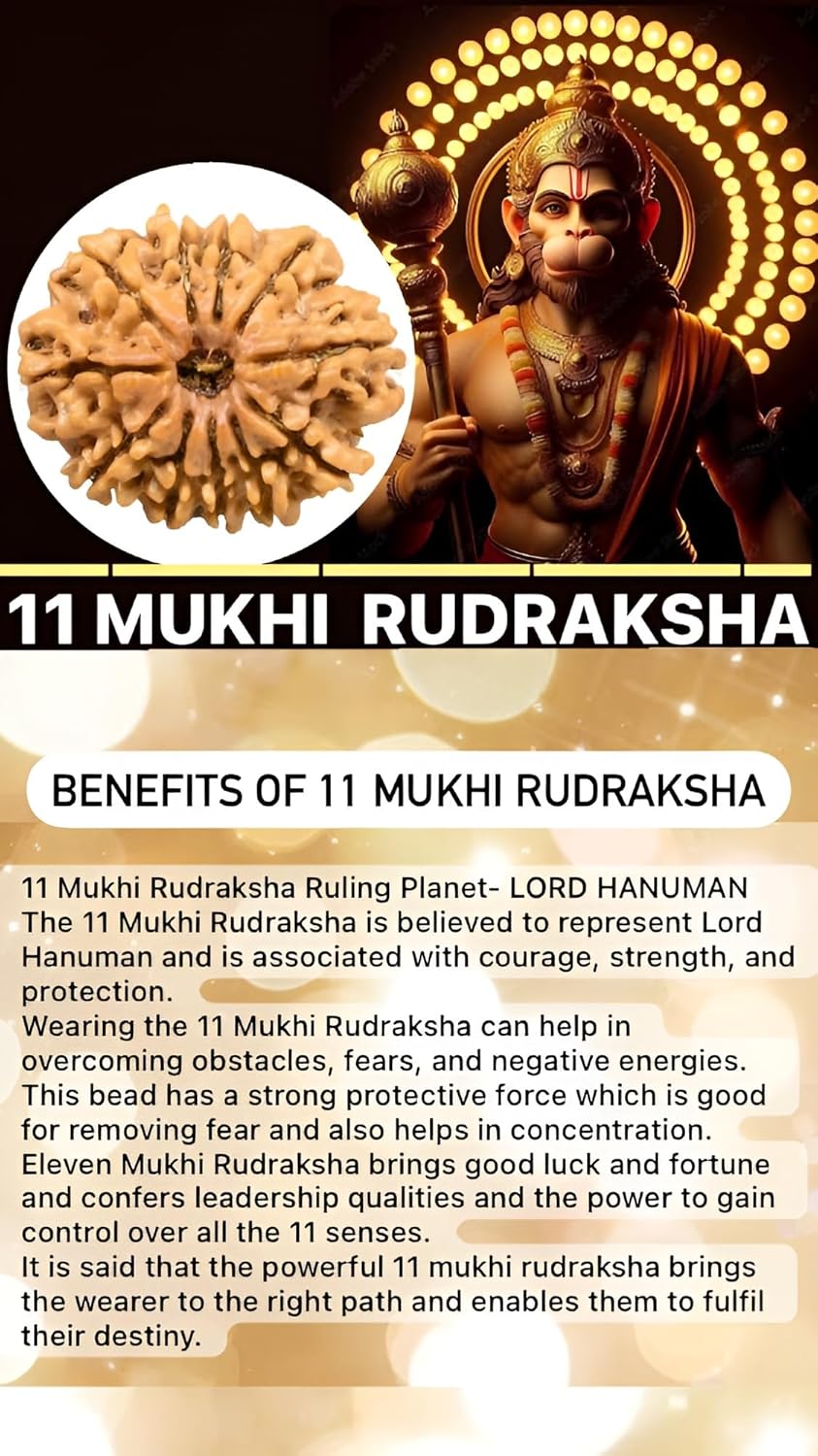 11 Mukhi Nepal Rudraksha Original Adjustable Thread Energized (Large 27mm-28mm)