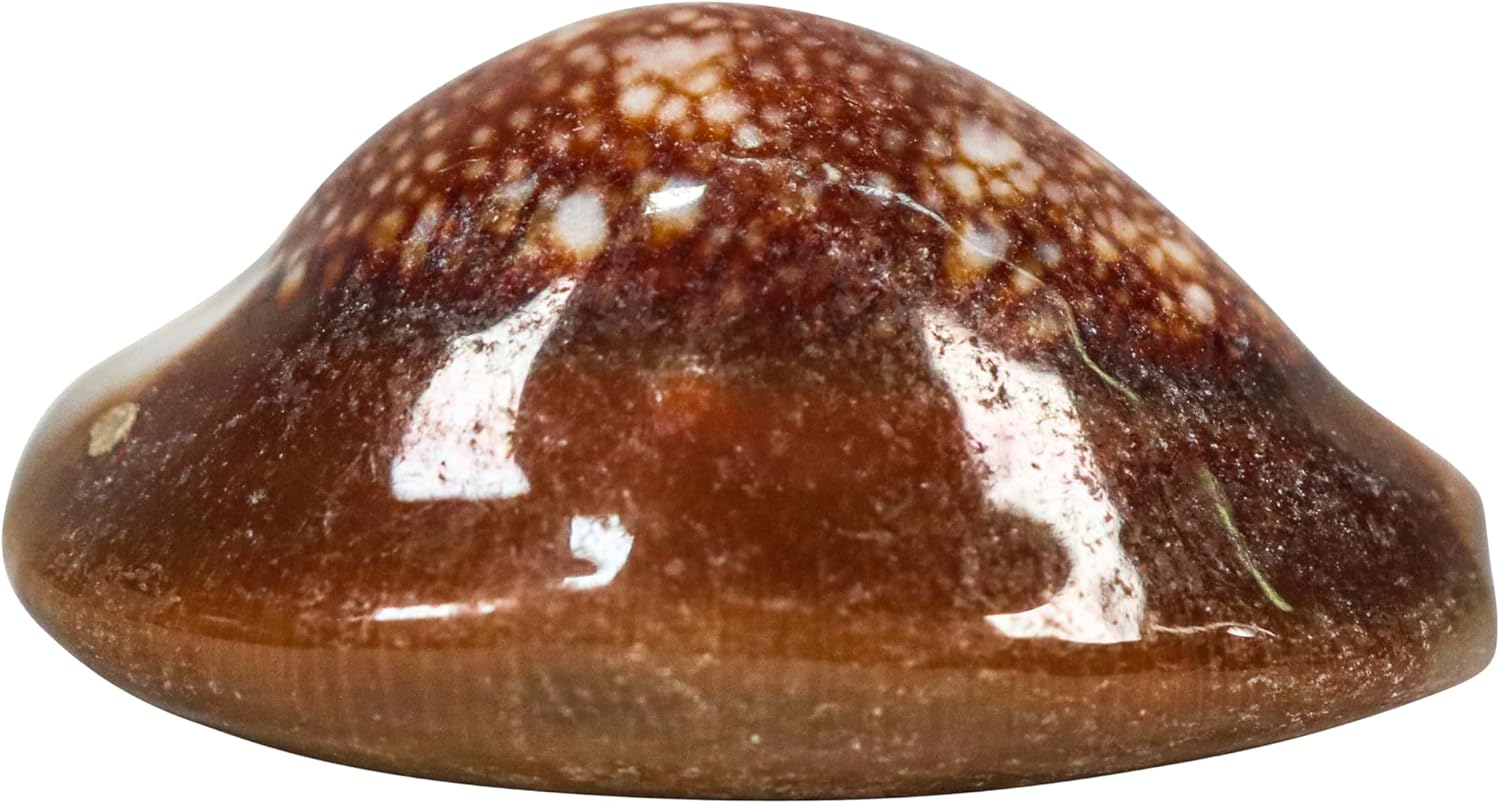 Snakehead Cowrie Shells (1-KG)