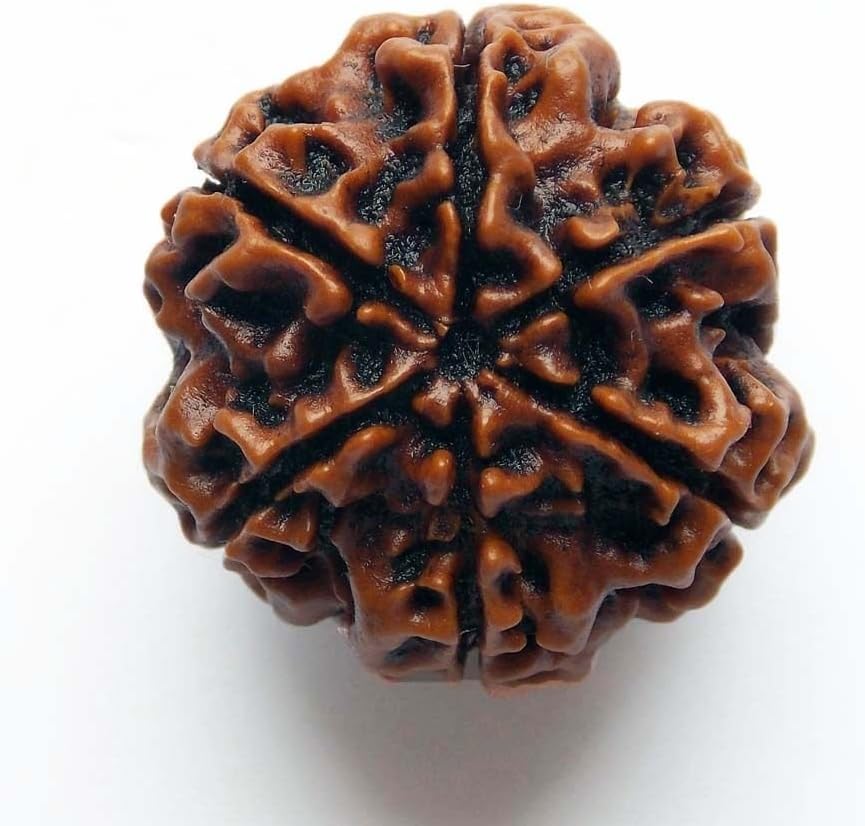 Caratyogi Choose Your Natural Certified Nepali Rudraksha 1, 2, 3, 4, 5, 6, 7, 8, 9, 10, 11, 12, 13 Mukhi Rudraksh Ganesh Mukhi Rudraksh Gauri Shankar Gold Plated Pendant for Men Women