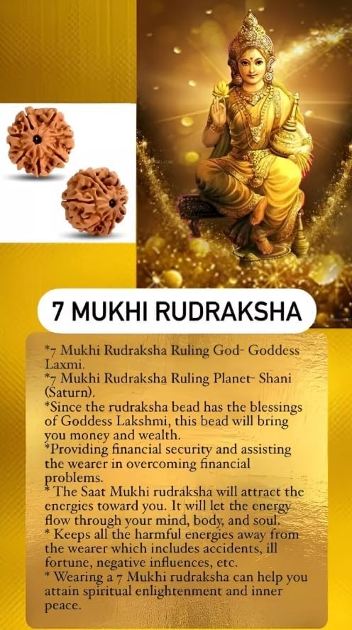 7 Mukhi Nepal Rudraksha Complete 7 Seeds Bead with Certificate & Xray Report