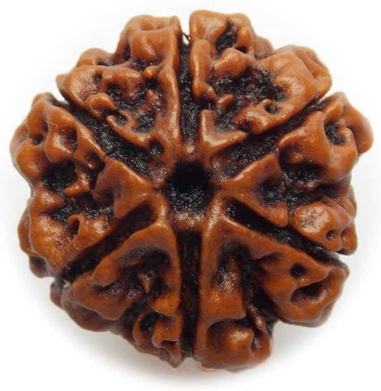 Caratyogi Choose Your Natural Certified Nepali Rudraksha 1, 2, 3, 4, 5, 6, 7, 8, 9, 10, 11, 12, 13 Mukhi Rudraksh Ganesh Mukhi Rudraksh Gauri Shankar Gold Plated Pendant for Men Women