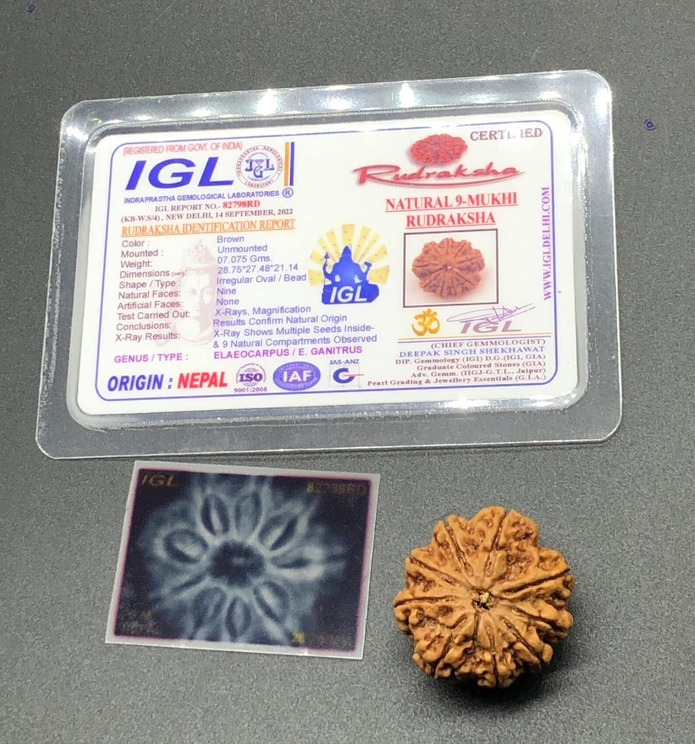 9 Mukhi 28.75mm Nepal Rudraksha 7.07 GMS/Nine Face/Goddess Durga Collector Size Rare Bead IGL Certified Exact Bead