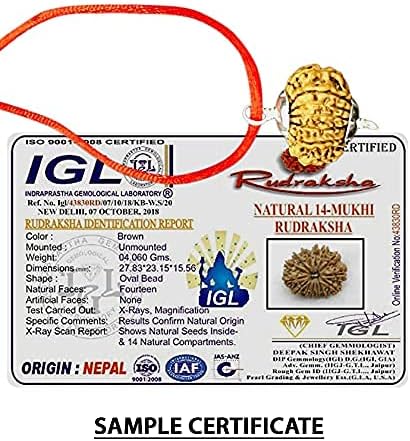 14 Mukhi Nepal Rudraksha /Fourteen Face/ Lord Shiva In Pure Silver Pendant IGL Certified 100% Original Geniune Bead All Size