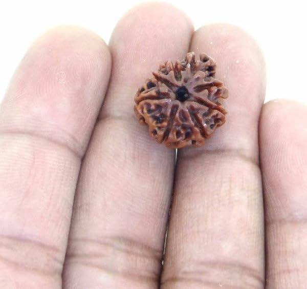55Carat® 1 2 3 4 5 6 7 8 9 10 11 12 13 Mukhi Gauri Shankar Ganesh Mukhi Nepali Bead Lab Certified Original Rudraksha Real rudrakshi Pure rudrax Meditation Bead for Men and Women