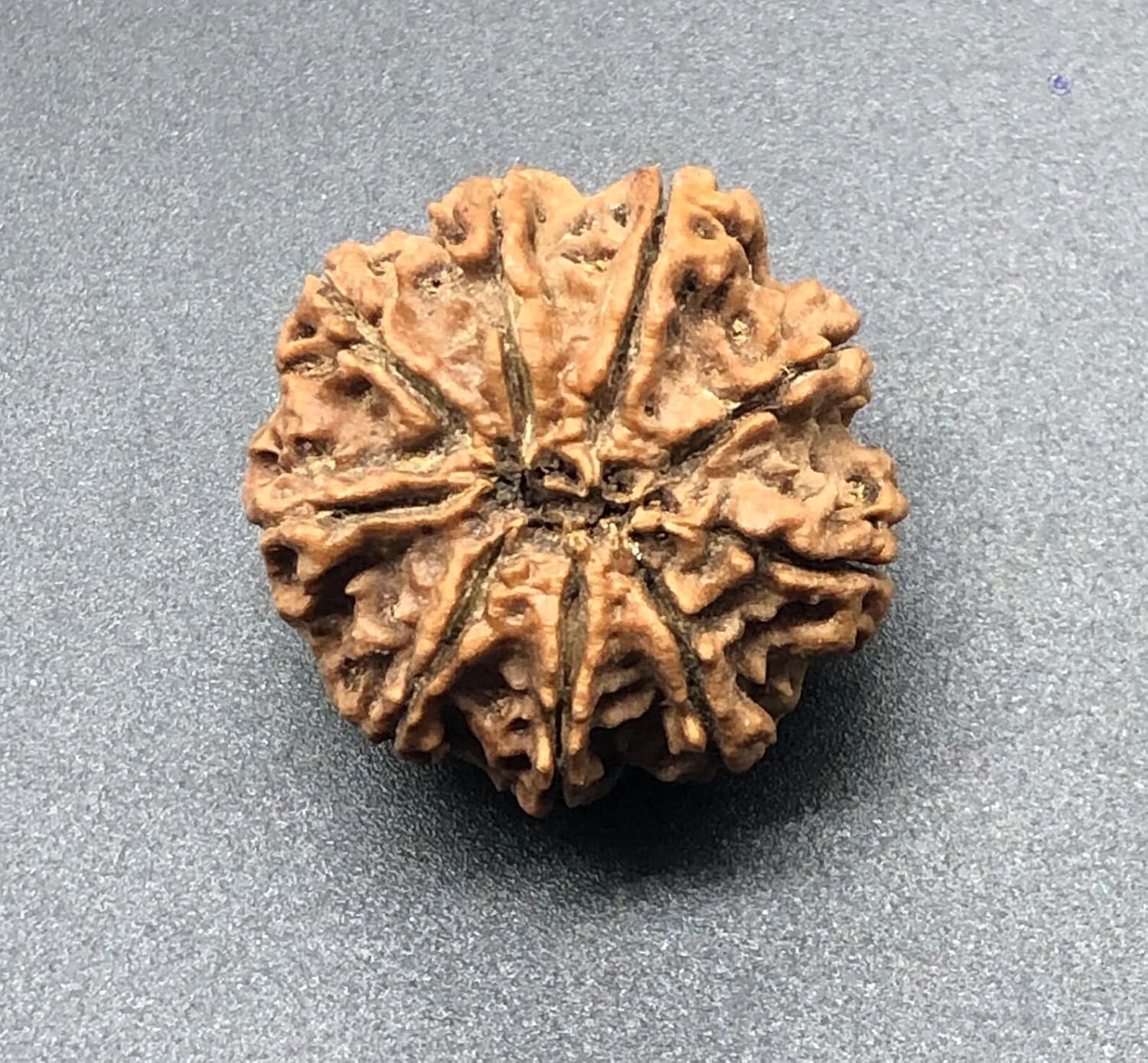 9 Mukhi 29.70mm Nepal Rudraksha 8.59 GMS/Nine Face/Goddess Durga Collector Size Rare Bead IGL Certified Exact Bead