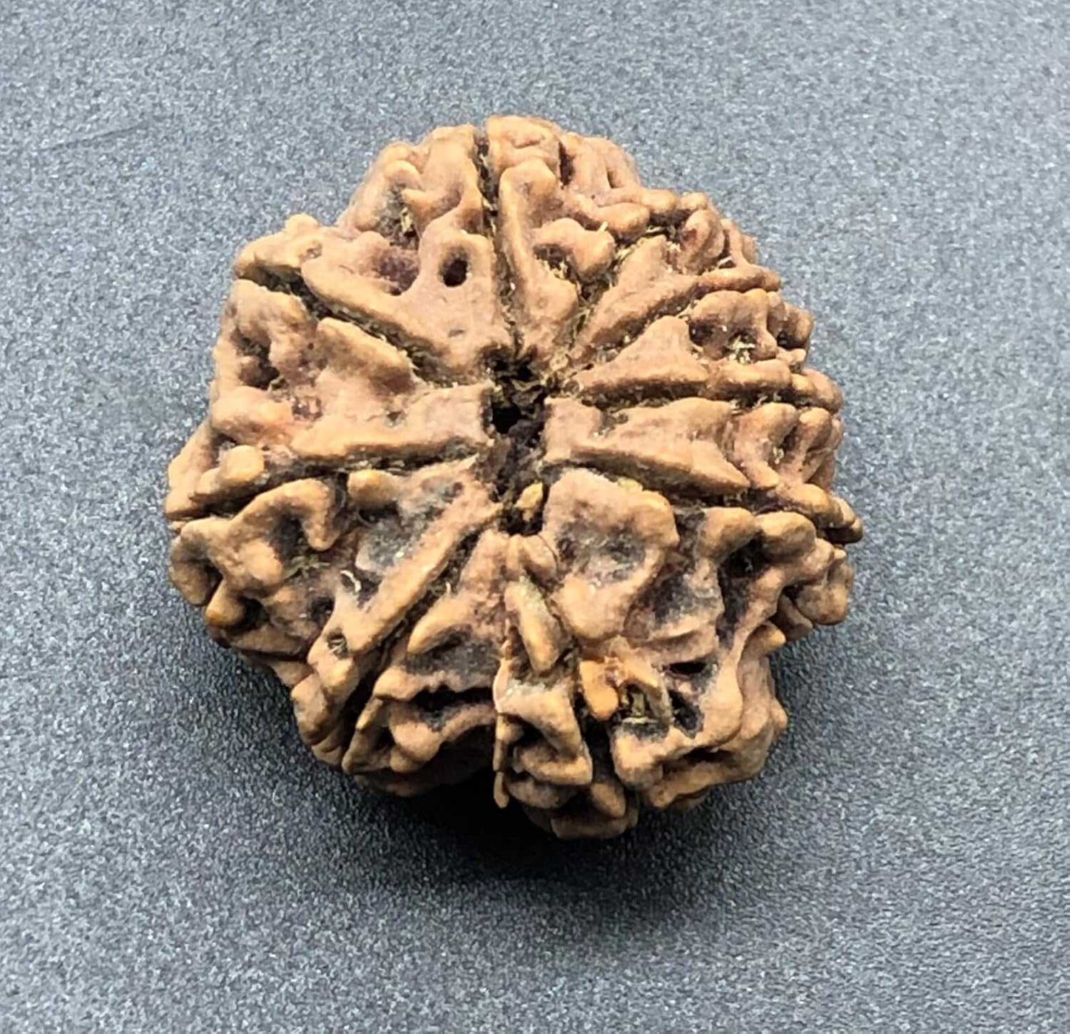 9 Mukhi 30.82mm Nepal Rudraksha 6.48 GMS/Nine Face/Goddess Durga Collector Size Rare Bead IGL Certified Exact Bead