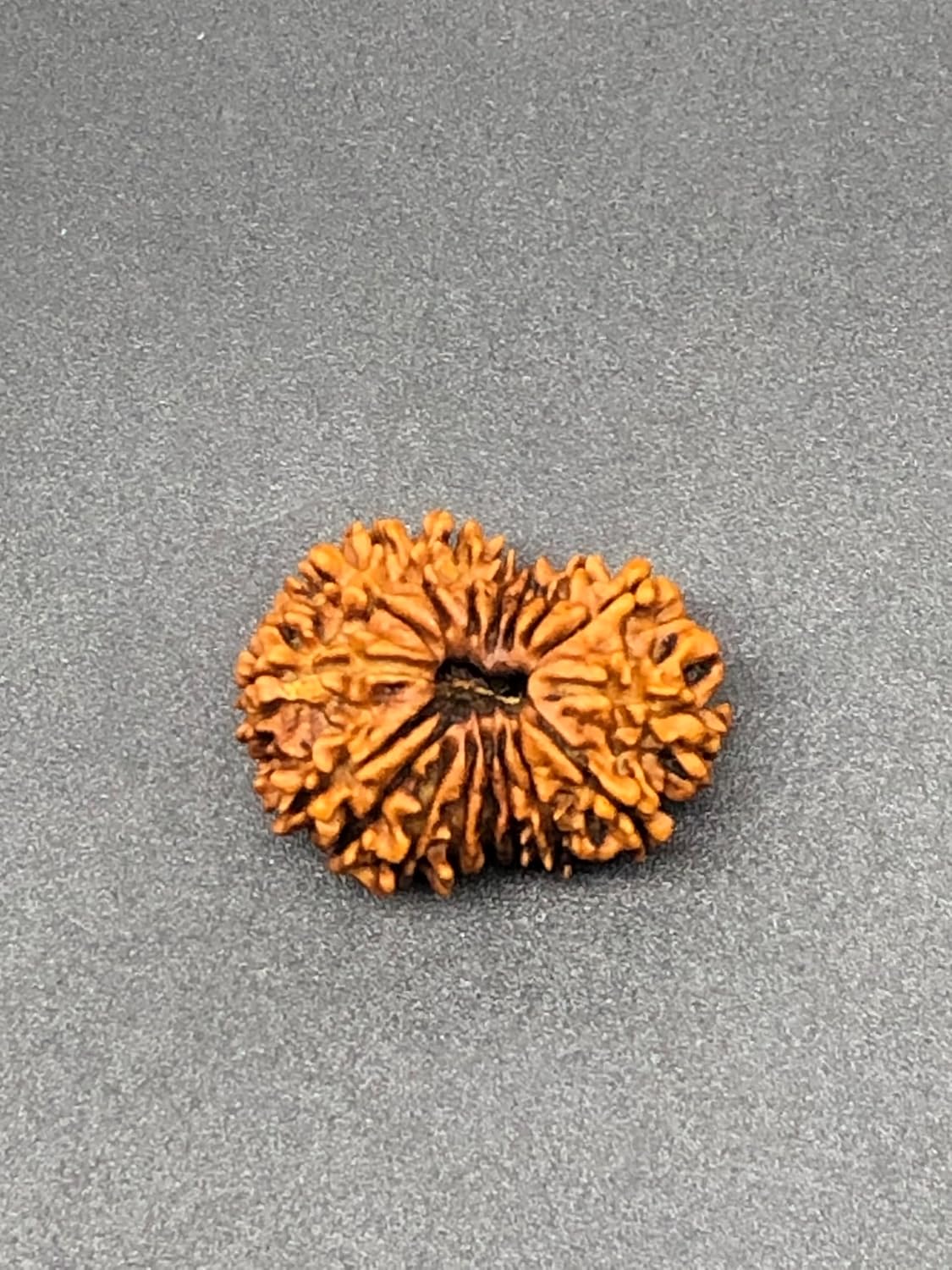 17 Mukhi Rudraksha/Seventeen Face Rudraksh Nepal Bead IGL Lab Certified 26.52 MM