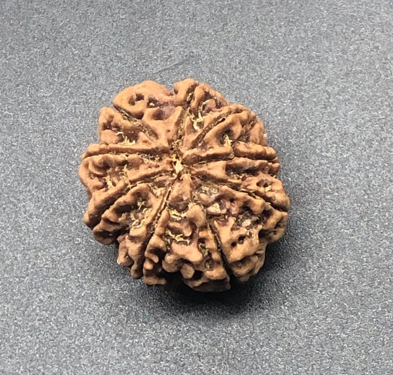 9 Mukhi 27.15mm Nepal Rudraksha 5.50 GMS/Nine Face/Goddess Durga Collector Size Rare Bead IGL Certified Exact Bead