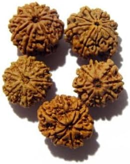 55Carat® 1 2 3 4 5 6 7 8 9 10 11 12 13 Mukhi Gauri Shankar Ganesh Mukhi Nepali Bead Lab Certified Original Rudraksha Real rudrakshi Pure rudrax Meditation Bead for Men and Women