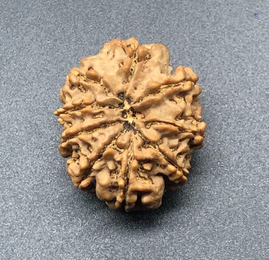9 Mukhi 30.33mm Nepal Rudraksha 6.62Gms /Nine Face/Goddess Durga Collector Size Rare Bead IGL Certified Exact Bead