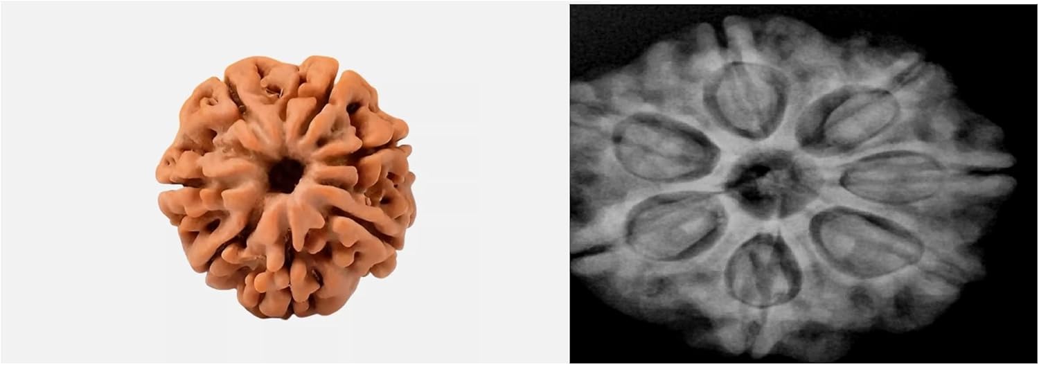 7 Mukhi Nepal Rudraksha Complete 7 Seeds Bead with Certificate & Xray Report