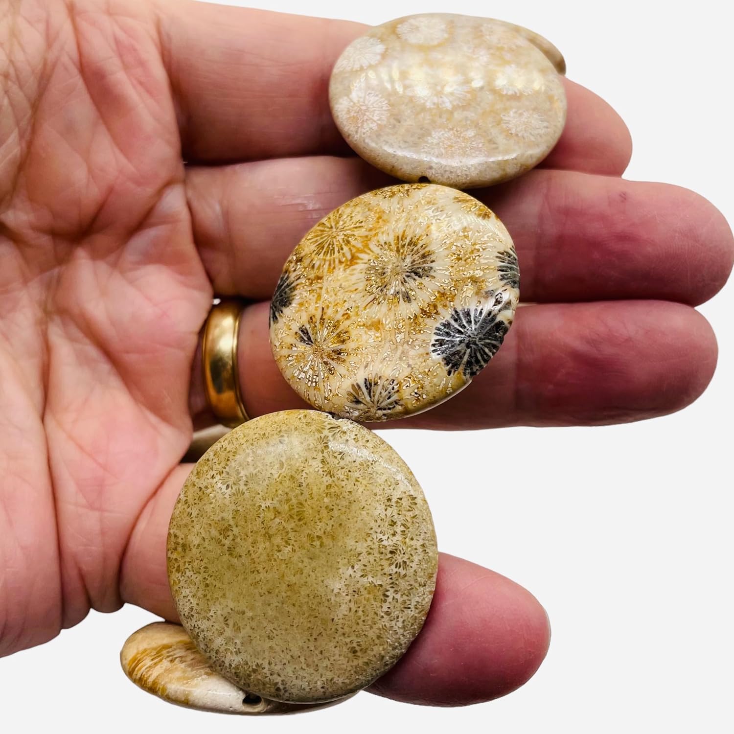 Fossilized Coral 35mm Coin Pendant Bead Strand 109156 for Jewelry Making