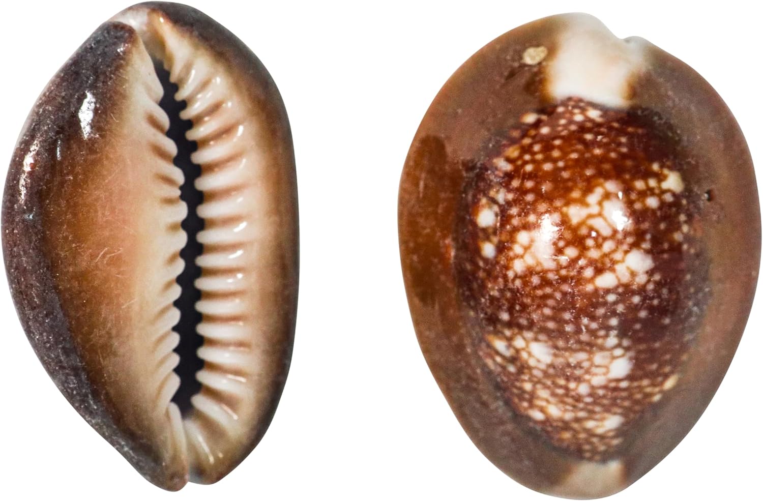 Snakehead Cowrie Shells (1-KG)