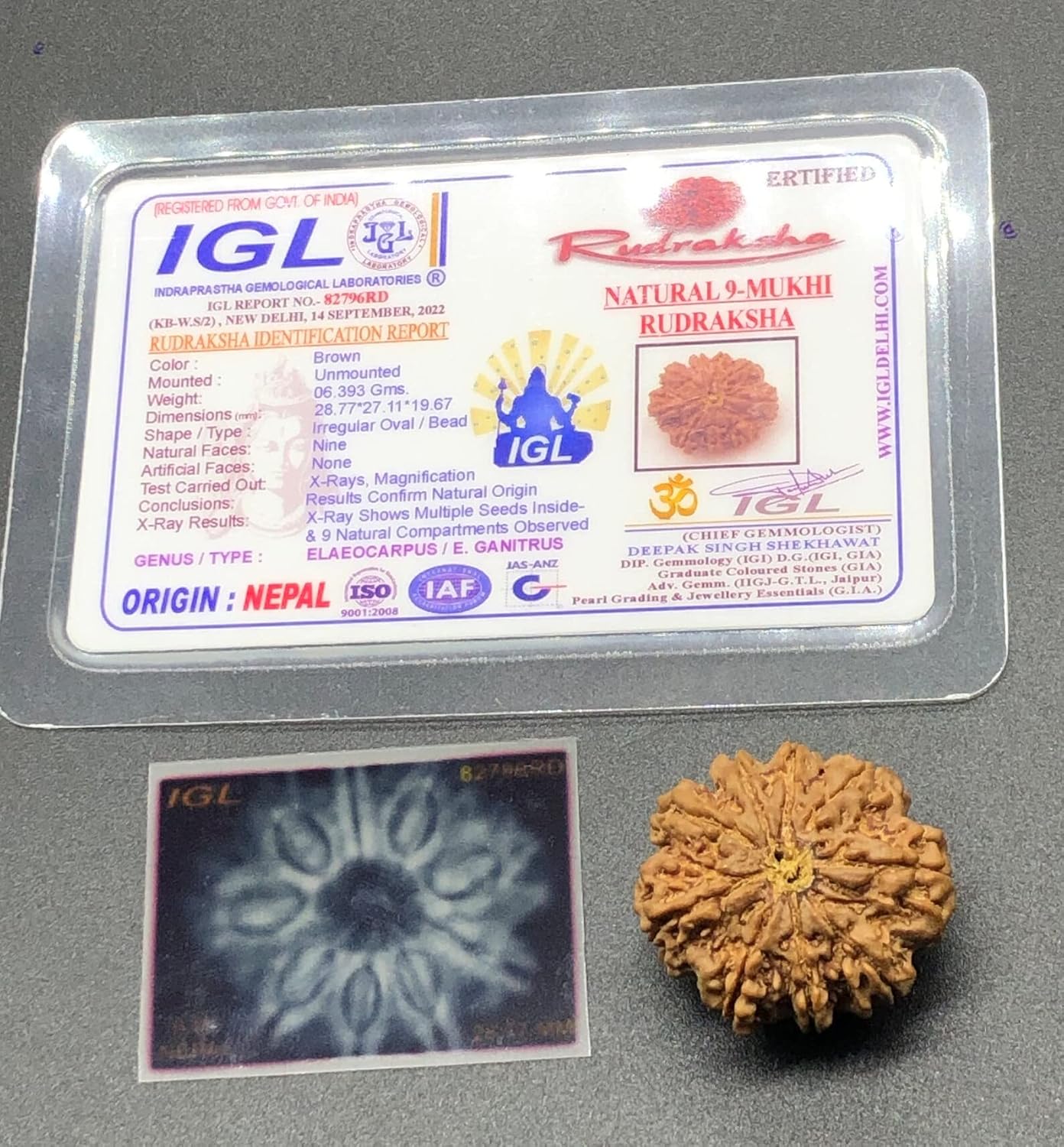 9 Mukhi 28.77mm Nepal Rudraksha 6.39 GMS/Nine Face/Goddess Durga Collector Size Rare Bead IGL Certified Exact Bead