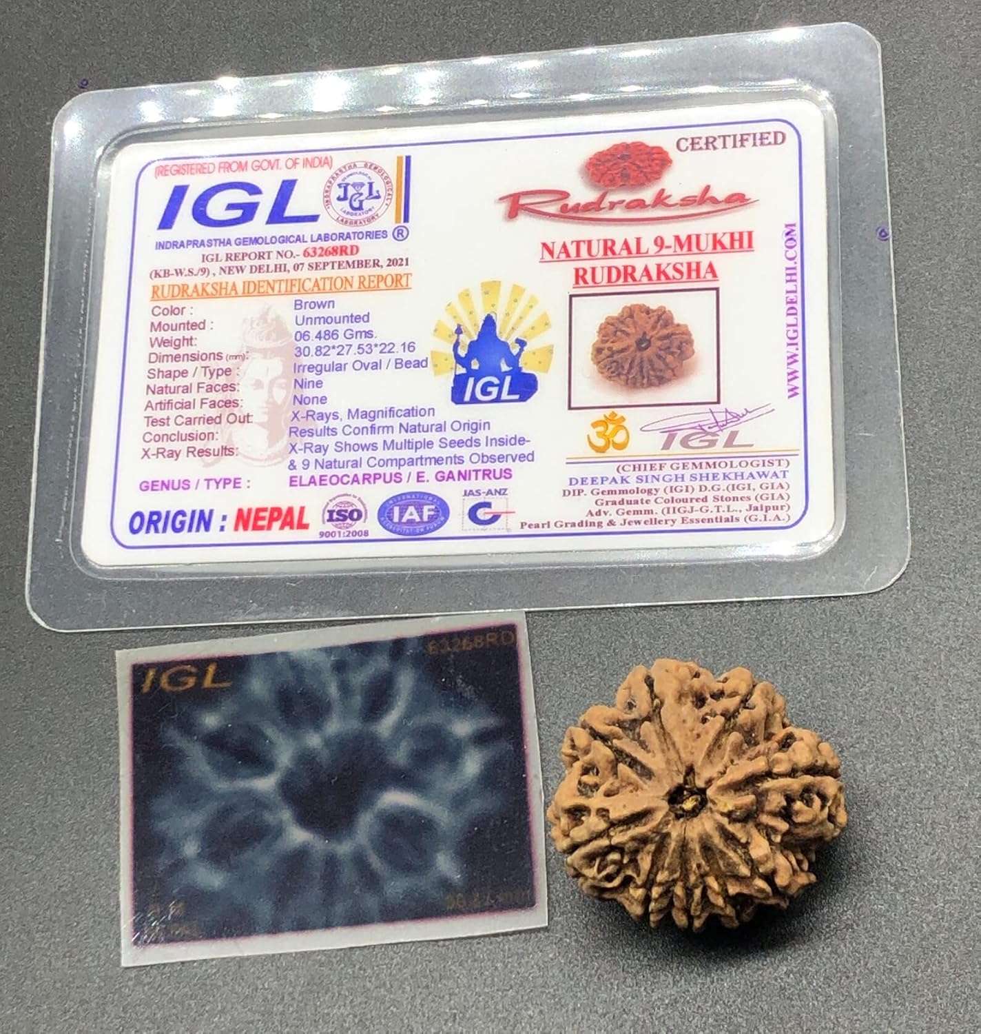 9 Mukhi 30.82mm Nepal Rudraksha 6.48 GMS/Nine Face/Goddess Durga Collector Size Rare Bead IGL Certified Exact Bead