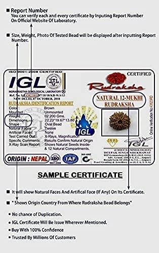 13 Mukhi Rudraksha Pendant from Nepal 28mm-30mm IGL Lab Certified Original Geniune 100% Natural