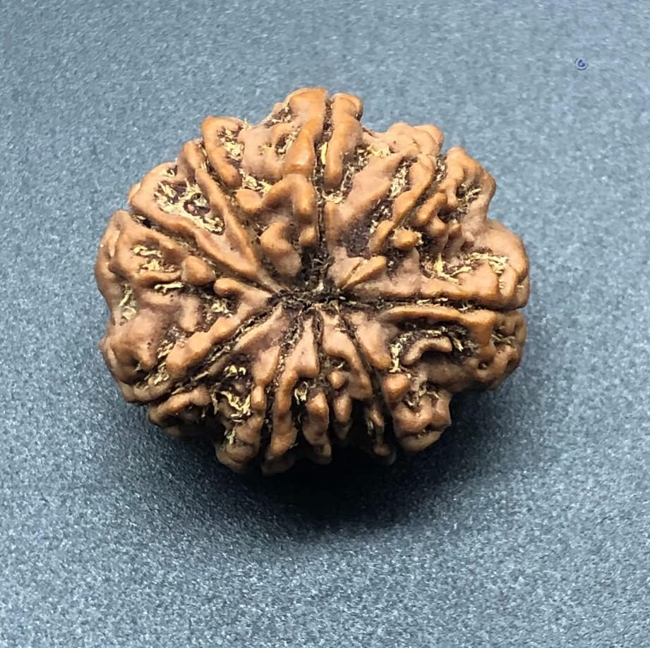 9 Mukhi 27.40mm Nepal Rudraksha 6.32 GMS/Nine Face/Goddess Durga Collector Size Rare Bead IGL Certified Exact Bead